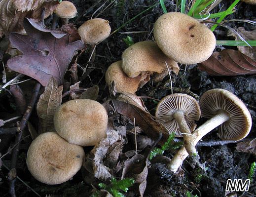 Inocybe dulcamara - Bittersüßer Rißpilz