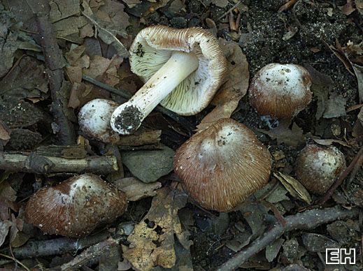 Inocybe maculata - Gefleckter Rißpilz