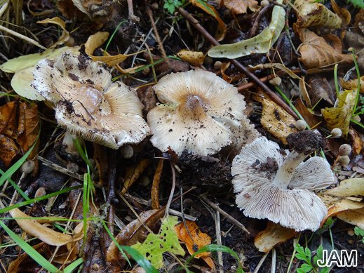 Inocybe maculata - Gefleckter Rißpilz