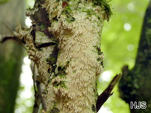 Irpex lacteus Milchweißer Eggenpilz