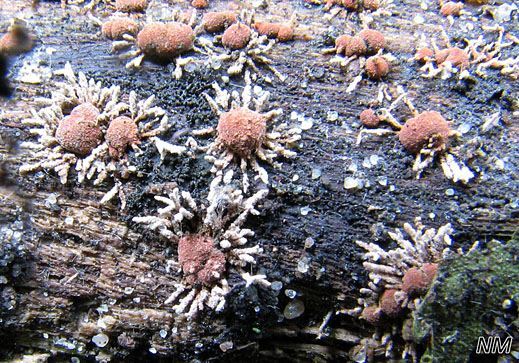 Isaria umbrina - Parasitischer Fadenpilz