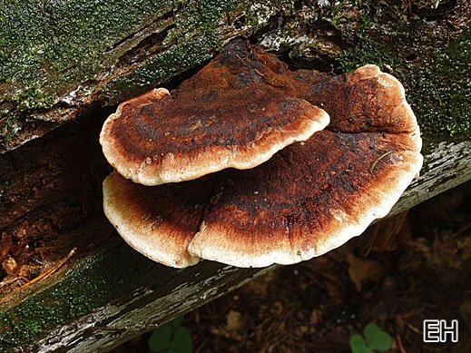 Ischnoderma benzoinum - Schwarzgebänderter Harzporling