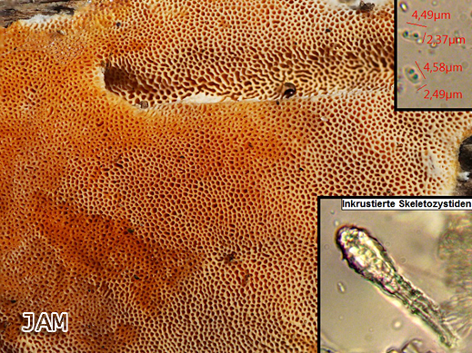 Junghuhnia nitida - Schönfarbiger Porenschwamm
