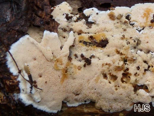 Junghunia nitida - Schönfarbiger Porenschwamm