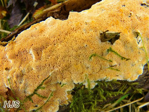 Schönfarbiger Resupinatporling (Junghuhnia nitida)