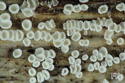 Lachnella villosa - Wolliges Haarbecherchen