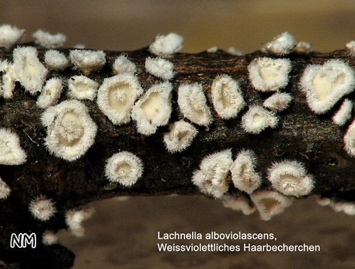 Lachnella alboviolascens - Weißviolettliches Haarbecherchen