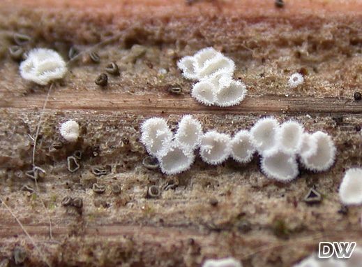 Lachnella villosa - Wolliges Haarbecherchen