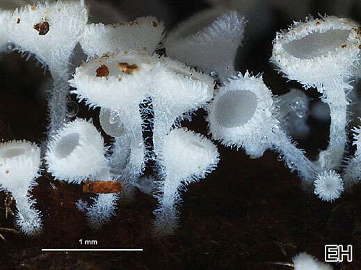 Lachnum virgineum - Schneeweißes Haarbecherchen