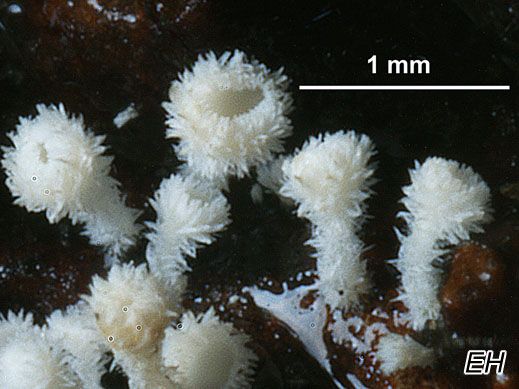 Lachnum virgineum - Weißes Haarbecherchen
