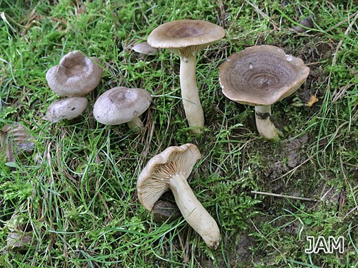 Lactarius circellatus - Hainbuchenmilchling