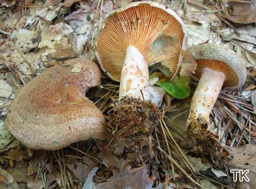 Lactarius deliciosus - Echter Reizker