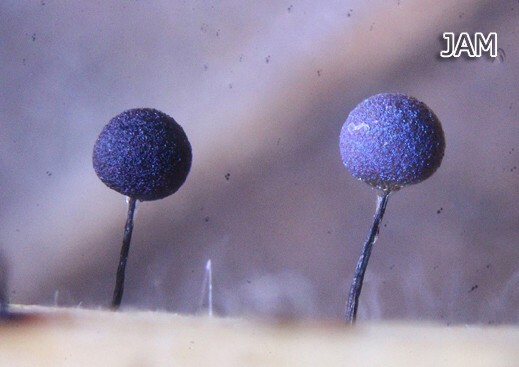 Lamproderma scintillans