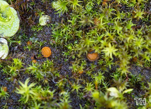 Lamprospora miniata