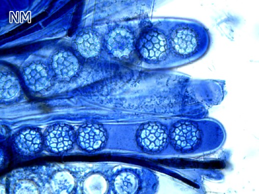 Lamprospora miniata