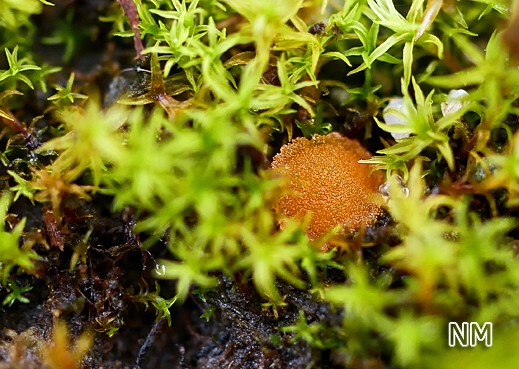 Lamprospora miniata