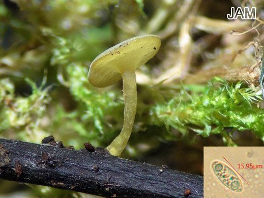 Lanzia luteovirescens - Gelbgrünlicher Stromabecherling