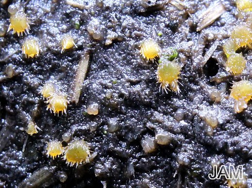 Lasiobolus ciliatus