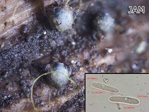 Lasiosphaeria sorbina