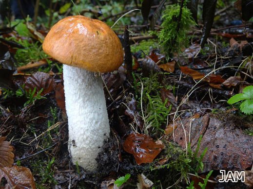 Espenrotkappe (Leccinum leucopodium)