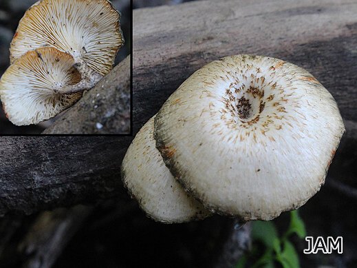 Lentinus tigrinus - Getigerter Sägeblättling