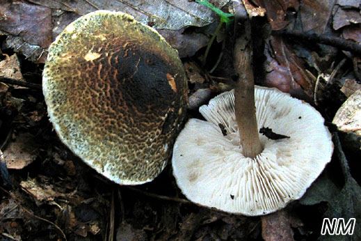 Lepiota grangei - Grünspanschirmling