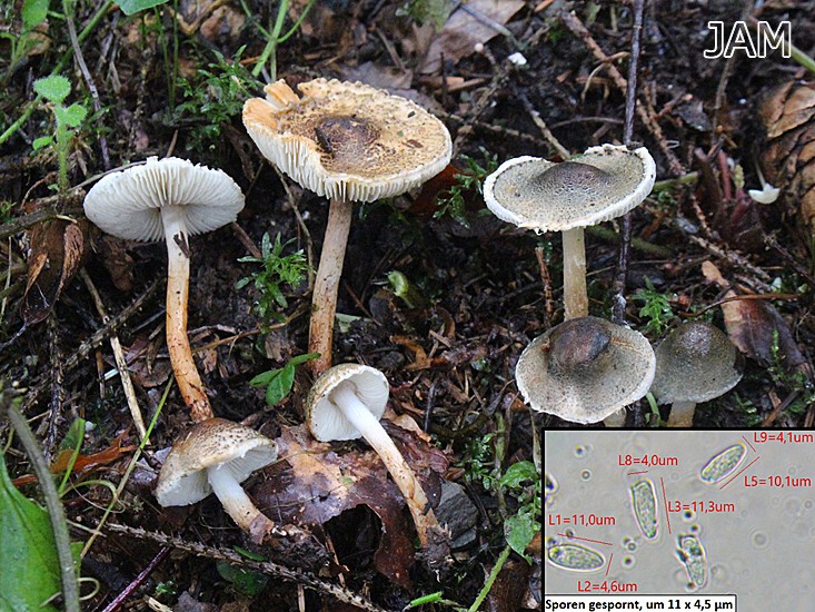 Grünspanschirmling (Lepiota grangei)