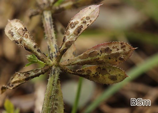 Leptotrochila verrucosa - auf Galium aparine