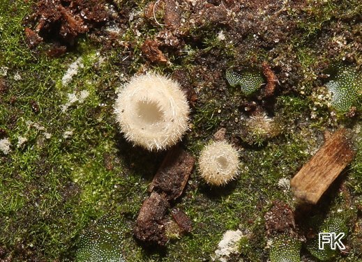Leucoscypha leucotricha - Weißhaarbecherling