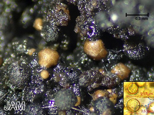 Licea castanea