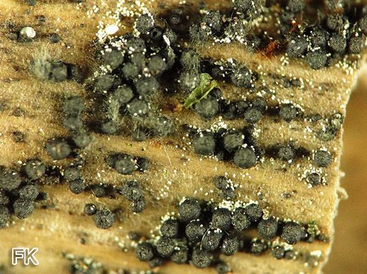 Lophiostoma semiliberum