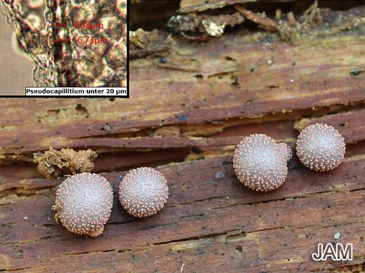 Lycogala epidendrum - Blutmilchpilz
