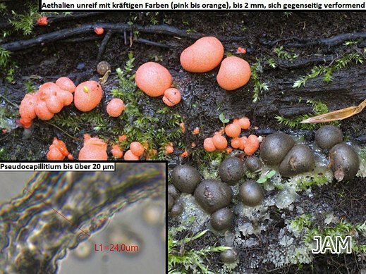 Lycogala epidendrum var. terrestre - Blutmilchpilz
