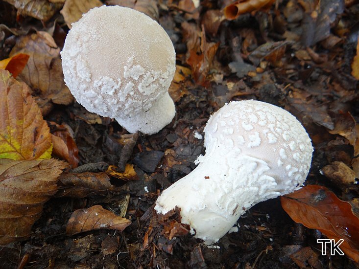 Flockenstäubling (Lycoperdon mammiforme)