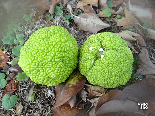 Maclura pomifera - Milchorange, Osagedorn