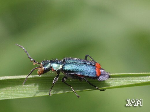 Malachius bipustulatus - Zweifleckiger Zipfelkäfer