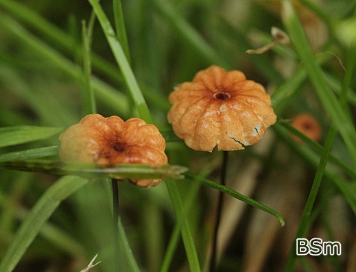 Marasmius curreyi - Orangerötlicher Schwindling