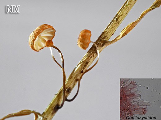 Marasmius curreyi - Orangerötlicher Schwindling