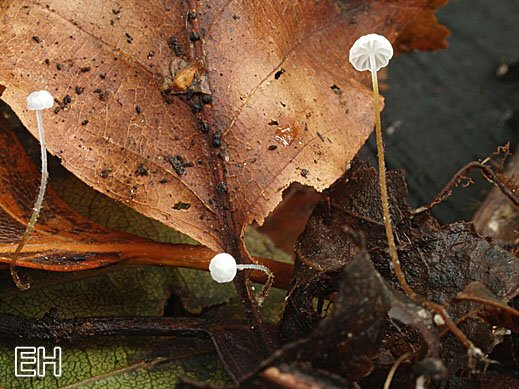 Marasmius setosus - Niederliegender Schwindling