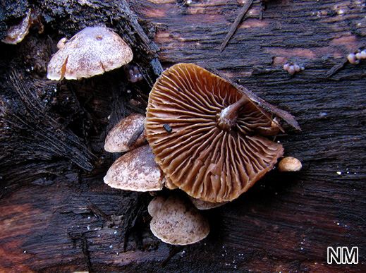 Melanotus horizontalis