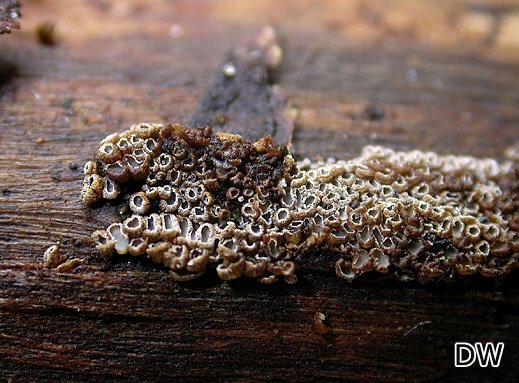 Cyphellopsis anomala Cyphellopsis anomala