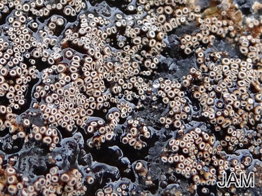 Merismodes anomala - Gelbbrauner Haarschüsselrasen
