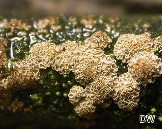 Merismodes confusa