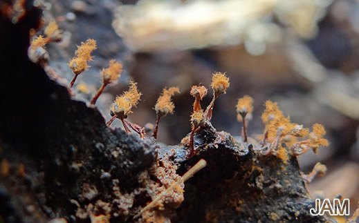 Metatrichia floriformis