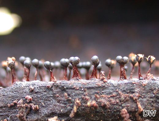 Metatrichia floriformis