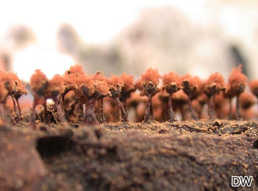 Metatrichia floriformis