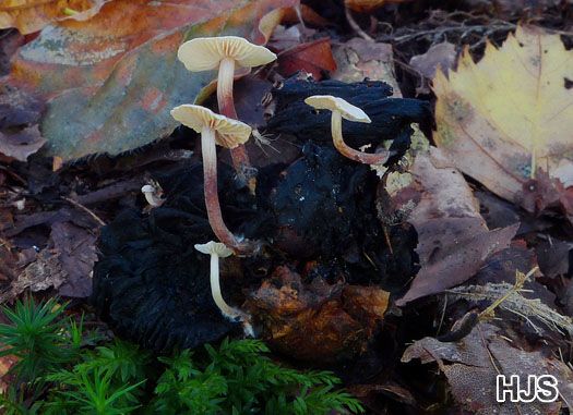 Microcollybia tuberosa - Braunknolliger Sklerotienrübling