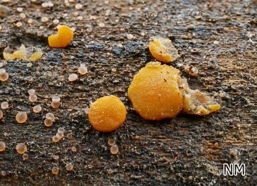 Miladina lecithina - Orangefarbener Wasser-Kissenbecherling
