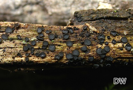 Mollisia lign