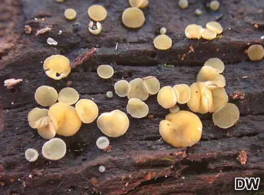 Mollisia ventosa - Flatteriges Weichbecherchen